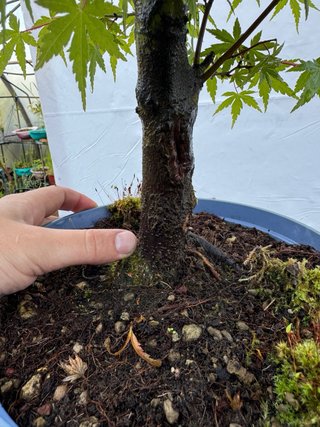 Pre bonsai Arce Palmatum