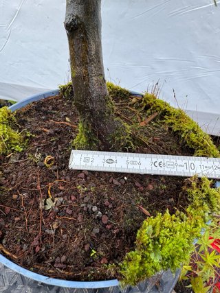 Pre bonsai Arce Palmatum