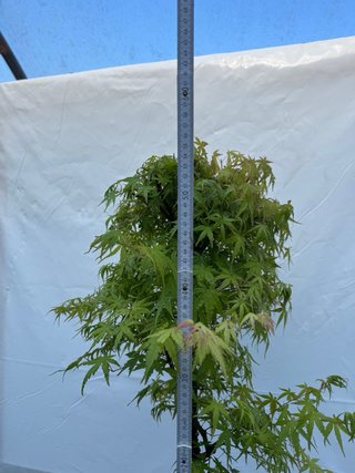 Pre bonsai Arce Palmatum
