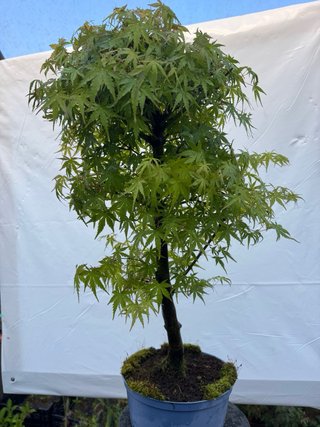 Pre bonsai Arce Palmatum