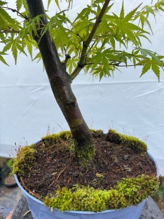 Pre bonsai Arce Palmatum