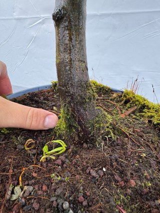 Pre bonsai Arce Palmatum