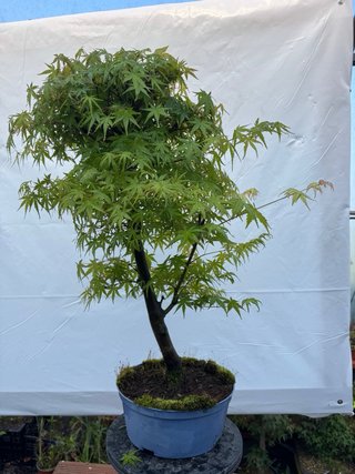 Pre bonsai Arce Palmatum
