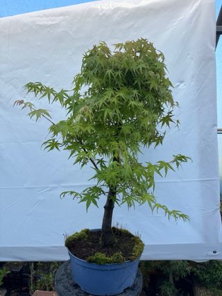 Pre bonsai Arce Palmatum