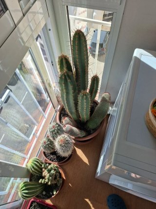 Cactus en macetas grandes