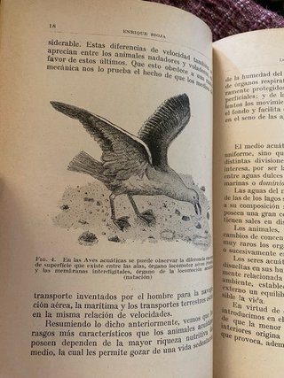 Enrique Rioja./ los animales marinos