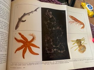 Enrique Rioja./ los animales marinos
