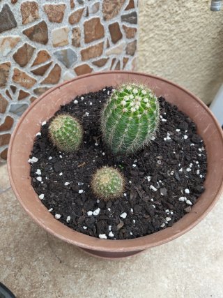Cactus en maceta