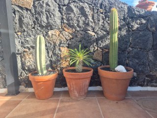 Macetas con plantas, cada maseta tiene su precio..