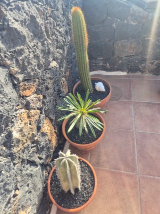 Macetas con plantas, cada maseta tiene su precio..