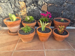 Macetas con plantas, cada maseta tiene su precio..