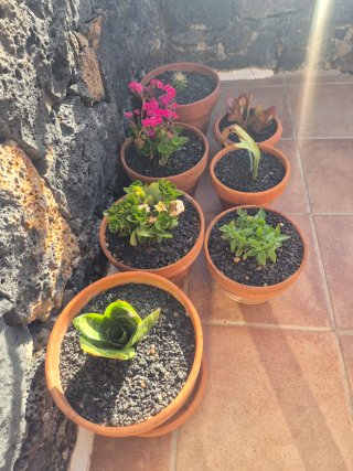 Macetas con plantas, cada maseta tiene su precio..