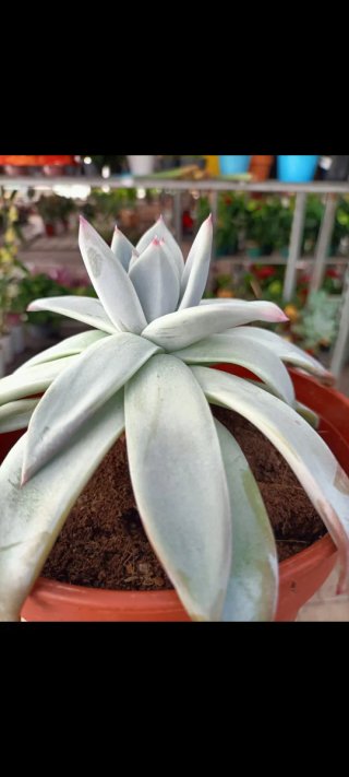 Echeveria Pachyveria XXL 22cm