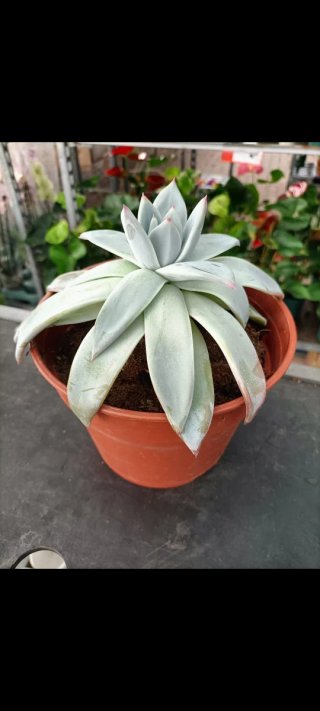 Echeveria Pachyveria XXL 22cm