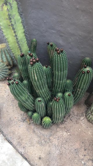 Cactus pedido 3 Trichos