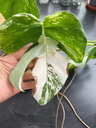 Monstera Deliciosa Variegata Esqueje