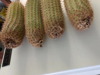 Hildewintera Mamacita