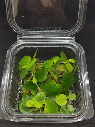 Limnobium laevigatum - 10 plantas flotantes