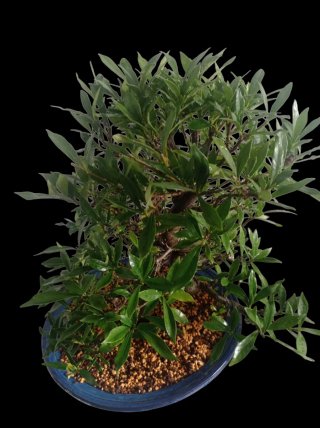 Bonsai, gardenia jasminoide