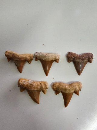 Denti Fossili Cretolamna Alta Qualità