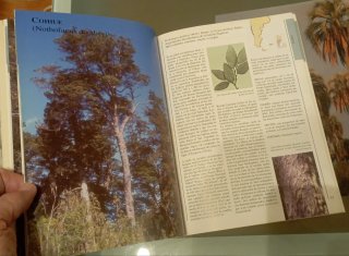 El Nuevo Libro del Arbol (Spanish Edition)
