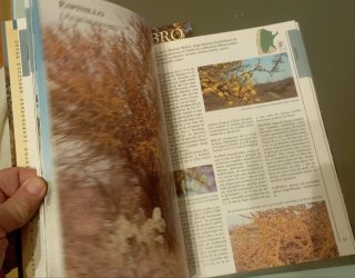El Nuevo Libro del Arbol (Spanish Edition)