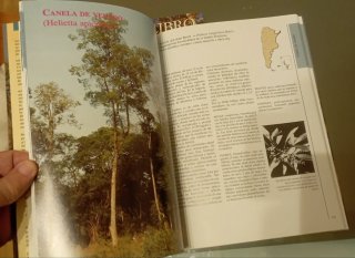 El Nuevo Libro del Arbol (Spanish Edition)