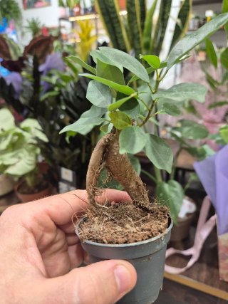Planta bonsai ficus ginseng