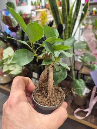 Planta bonsai ficus ginseng