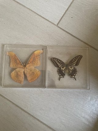 Colección insectos en resina