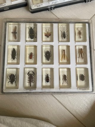 Colección insectos en resina