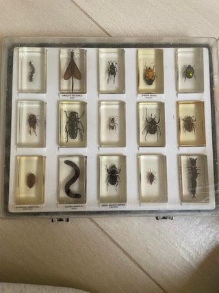 Colección insectos en resina
