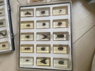 Colección insectos en resina
