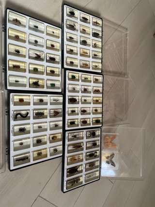 Colección insectos en resina