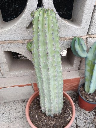 Cactus lote columnares