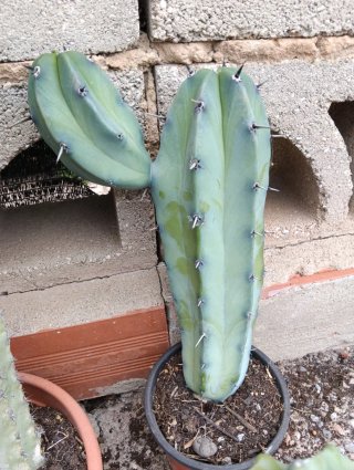 Cactus lote columnares