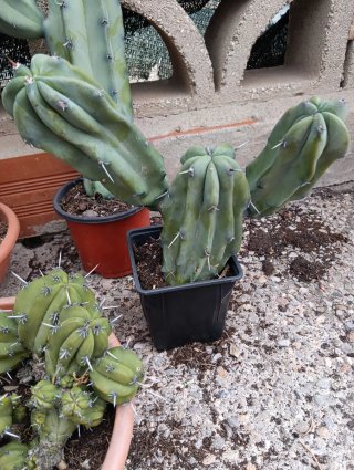 Cactus lote columnares