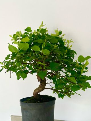 Bonsái Ciruelo Prunus Domestica