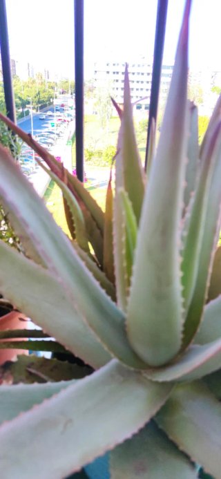 Maceta Aloe Vera