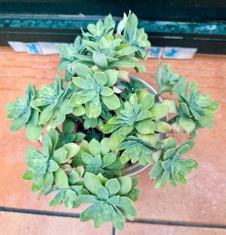 Suculenta Sedum Palmeri en maceta