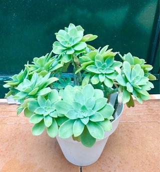 Suculenta Sedum Palmeri en maceta