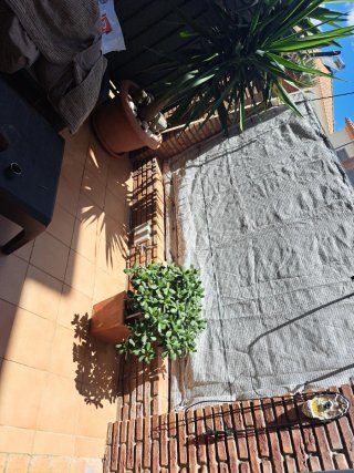 Planta Jade