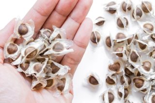 100 Semillas Moringa Oleifera Ecológicas