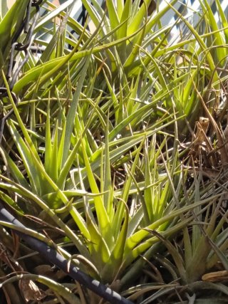 Esquejes de planta de aire