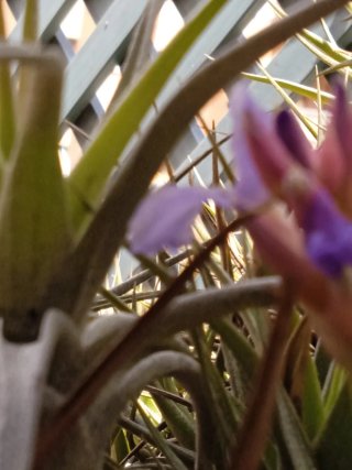 Esquejes de planta de aire