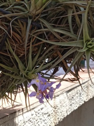 Esquejes de planta de aire