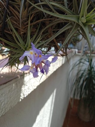 Esquejes de planta de aire