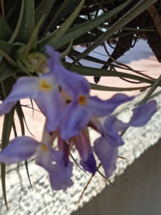 Esquejes de planta de aire