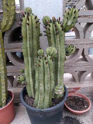 Cactus pedido PR
