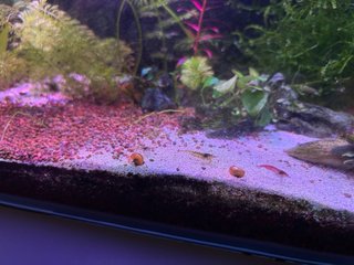 Acuario Betera Gambario 16L